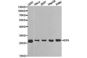 Western Blotting (WB) image for anti-Eukaryotic Translation Initiation Factor 6 (EIF6) antibody (ABIN1872511) (EIF6 Antikörper)