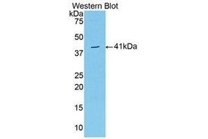 Western Blotting (WB) image for anti-VGF Nerve Growth Factor Inducible (VGF) (AA 330-449) antibody (ABIN1174278) (VGF Antikörper  (AA 330-449))