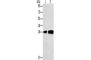 Western Blotting (WB) image for anti-Lymphocyte Antigen 96 (LY96) antibody (ABIN5544227) (LY96 Antikörper)