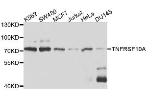 Western blot analysis of extracts of various cell lines, using TNFRSF10A antibody. (TNFRSF10A Antikörper  (AA 269-468))