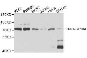 Western Blotting (WB) image for anti-Tumor Necrosis Factor Receptor Superfamily, Member 10a (TNFRSF10A) (AA 269-468) antibody (ABIN6149302)