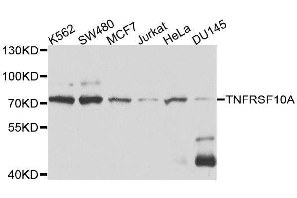 TNFRSF10A 抗体  (AA 269-468)