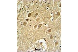 SCRN1 Antibody (N-term) (ABIN651459 and ABIN2840252) IHC analysis in formalin fixed and paraffin embedded human brain tissue followed by peroxidase conjugation of the secondary antibody and DAB staining. (Secernin 1 Antikörper  (N-Term))