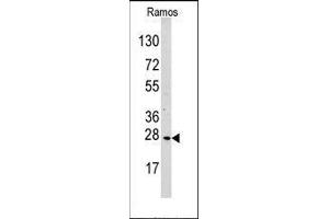 Western blot analysis of MOB4A Antibody (C-term) in Ramos cell line lysates (35ug/lane). (MOBKL1A Antikörper  (C-Term))