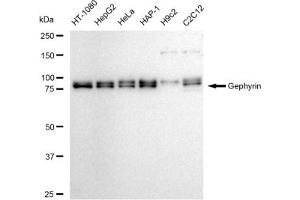 anti-Gephyrin (GPHN) antibody