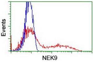 HEK293T cells transfected with either RC211326 overexpress plasmid (Red) or empty vector control plasmid (Blue) were immunostained by anti-NEK9 antibody (ABIN2454885), and then analyzed by flow cytometry. (NEK9 Antikörper)