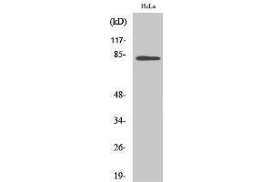 Western Blotting (WB) image for anti-BTB and CNC Homology 1, Basic Leucine Zipper Transcription Factor 1 (BACH1) (Internal Region) antibody (ABIN3183461)