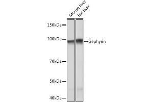 Western blot analysis of extracts of various cell lines, using Gephyrin Rabbit mAb (ABIN7267375) at 1:1000 dilution. (Gephyrin Antikörper)