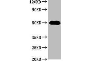 Western Blot Positive WB detected in: 293 whole cell lysate All lanes: HAT1 antibody at 3 μg/mL Secondary Goat polyclonal to rabbit IgG at 1/50000 dilution Predicted band size: 50, 40 kDa Observed band size: 50 kDa (HAT1 Antikörper  (Catalytic Subunit))