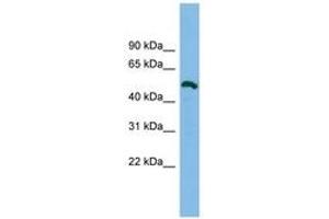 Image no. 1 for anti-Zinc Finger Protein 829 (ZNF829) (AA 179-228) antibody (ABIN6744883) (ZNF829 Antikörper  (AA 179-228))