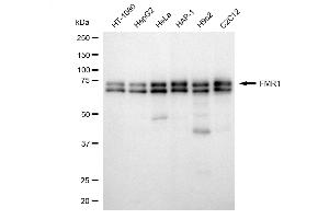 Western blotting analysis using FMR1 antibody (ABIN7800931). (Rekombinanter Fragile X Messenger Ribonucleoprotein 1 Antikörper)