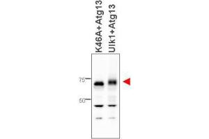 Image no. 1 for anti-Autophagy Related 13 (ATG13) antibody (ABIN1100120) (ATG13 Antikörper)