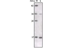 Western Blotting (WB) image for anti-Tumor Necrosis Factor alpha (TNF alpha) antibody (ABIN1109394) (TNF alpha Antikörper)