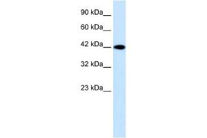 Western Blotting (WB) image for anti-Purinergic Receptor P2X, Ligand Gated Ion Channel 2 (P2RX2) (N-Term) antibody (ABIN2776329)