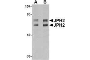 Western Blotting (WB) image for anti-Junctophilin 2 (JPH2) (C-Term) antibody (ABIN1030832) (Junctophilin 2 Antikörper  (C-Term))