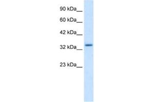 Western Blotting (WB) image for anti-Zinc Finger Protein 134 (ZNF134) antibody (ABIN2461188) (ZNF134 Antikörper)