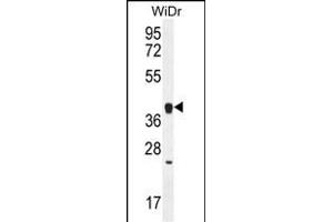 OR2T8 Antibody (C-term) (ABIN656071 and ABIN2845419) western blot analysis in WiDr cell line lysates (35 μg/lane). (OR2T8 Antikörper  (C-Term))