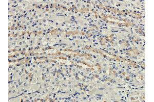 Immunohistochemical staining of rat stomach using anti-Complement receptor 1 antibody  Formalin fixed rat stomach slices were were stained with  at 3 µg/ml.