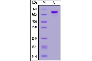 Human / Cynomolgus / Rhesus macaque ROR1, Mouse IgG2a Fc Tag on  under reducing (R) condition.