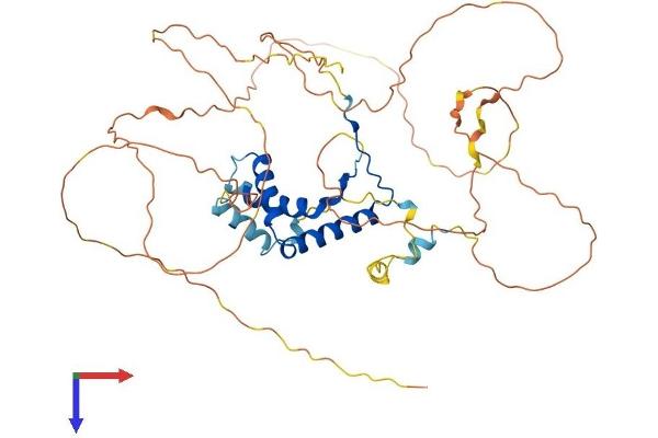 SOX10 Protein (AA 1-466) (His tag)