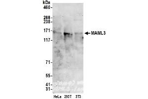 Western Blotting (WB) image for anti-Mastermind-Like 3 (MAML3) (AA 150-200) antibody (ABIN7454662) (MAML3 Antikörper  (AA 150-200))
