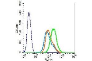 Human raji cells probed with RANKL Polyclonal Antibody, Unconjugated  (green) at 1:100 for 30 minutes followed by a FITC conjugated secondary antibody compared to unstained cells (blue), secondary only (light blue), and isotype control (orange). (RANKL Antikörper  (AA 210-317))