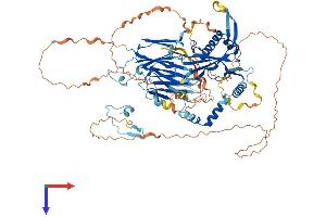 DNAAF2 Protein (AA 1-814) (His tag)