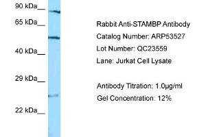 Western Blotting (WB) image for anti-STAM Binding Protein (STAMBP) (C-Term) antibody (ABIN2785429) (STAMBP Antikörper  (C-Term))