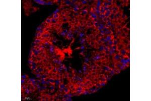 Immunofluorescence of paraffin embedded mouse spleen using cfap58 (ABIN7073535) at dilution of 1: 650 (400x lens) (CCDC147 Antikörper)