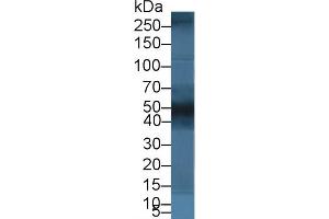 Western Blot; Sample: Porcine Kidney lysate; Primary Ab: 5µg/ml Rabbit Anti-Human BGN Antibody Second Ab: 0. (Biglycan Antikörper  (AA 230-366))