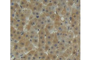 Used in DAB staining on fromalin fixed paraffin- embedded liver tissue (TST Antikörper  (AA 2-297))