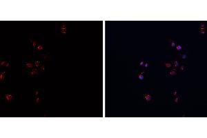 ABIN6269089 staining HepG2? (APP Antikörper  (C-Term))