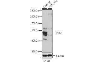 Western blot analysis of extracts from normal (control) and JNK2 knockout (KO) 293T cells, using JNK2 antibody (ABIN3021848, ABIN3021849, ABIN3021850 and ABIN1513115) at 1:1000 dilution. (JNK2 Antikörper  (AA 1-424))