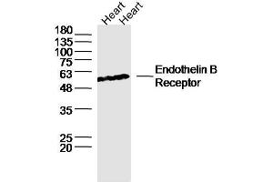 Lane 1: Rat heart lysates, Lane 2: Mouse heart lysates probed with ETBR/Endothelin B Receptor Polyclonal Antibody, unconjugated  at 1:300 overnight at 4°C followed by a conjugated secondary antibody for 60 minutes at 37°C. (EDNRB Antikörper  (AA 378-442))