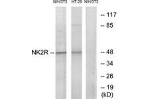 Western blot analysis of extracts from NIH-3T3/HT-29 cells, using NK2R Antibody. (TACR2 Antikörper  (AA 301-350))