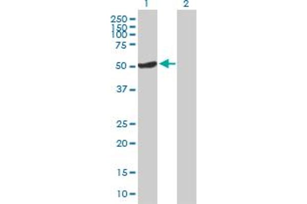 OSGIN1 Antikörper  (AA 1-477)