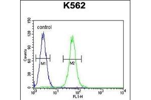 SS Antibody (C-term) (ABIN655046 and ABIN2844675) flow cytometric analysis of K562 cells (right histogram) compared to a negative control cell (left histogram). (AASS Antikörper  (C-Term))