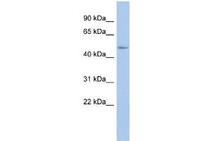 WB Suggested Anti-BAT1 Antibody Titration:  0. (BAT1 Antikörper  (N-Term))