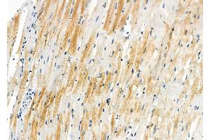 ABIN6258665 and ABIN6273727 at 1/100 staining Rat heart tissue by IHC-P. (SLC35B2 Antikörper  (C-Term))