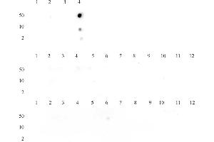 Histone H3K14me3 (pAb) tested by dot blot analysis.
