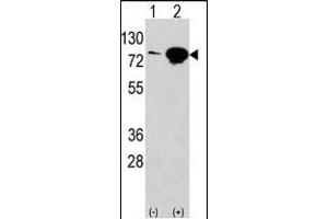 Western blot analysis of anti-EIF4B Antibody (Center) Pab (ABIN388669 and ABIN2837872) in 293 cell line lysates transiently transfected with the EIF4B gene (2 μg/lane). (EIF4B Antikörper  (AA 353-382))