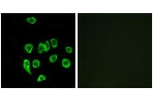 Immunofluorescence (IF) image for anti-Mitochondrial Ribosomal Protein L32 (MRPL32) (AA 101-150) antibody (ABIN2890054) (MRPL32 Antikörper  (AA 101-150))