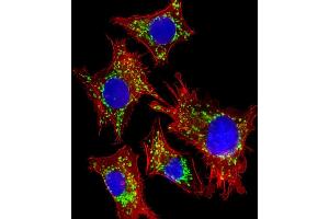 Immunofluorescent analysis of 4 % paraformaldehyde-fixed, 0. (HSPD1 Antikörper  (AA 340-374))