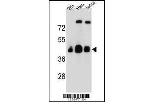 Western blot analysis in 293,Hela,Jurkat cell line lysates (35ug/lane). (OR4C13 Antikörper  (N-Term))