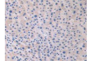 IHC-P analysis of Human Liver Tissue, with DAB staining. (Relaxin 2 Antikörper  (AA 1-186))