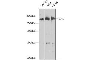 Western blot analysis of extracts of various cell lines using CAD Polyclonal Antibody at dilution of 1:1000. (CAD Antikörper)