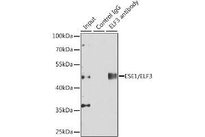 Immunoprecipitation analysis of 150 μg extracts of  cells using 3 μg ESE1/ESE1/ELF3 antibody (ABIN6130346, ABIN6140124, ABIN6140126 and ABIN6217508). (ELF3 Antikörper  (AA 1-280))