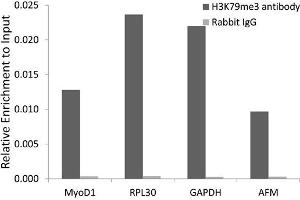 Chromatin Immunoprecipitation (ChIP) image for anti-Histone 3 (H3) (H3K79me3) antibody (ABIN6219530) (Histone 3 Antikörper  (H3K79me3))