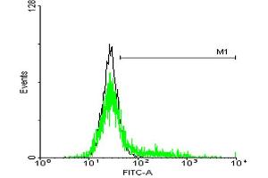 FACS analysis of negative control 293 cells (Black) and IL13RA1 expressing 293 cells (Green) using IL13RA1 purified MaxPab mouse polyclonal antibody. (IL13 Receptor alpha 1 Antikörper  (AA 1-427))