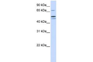 WB Suggested Anti-EARS2 Antibody Titration: 0. (EARS2 Antikörper  (Middle Region))